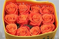 R Gr Orange Crush 50cm