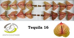 Anth A Tequila 11cm Ø