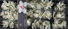 Cymb Antonella 60cm 8+