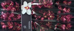 Cymb Barolo 60cm 8+