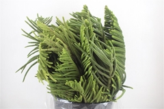 Araucaria Araucana 70Ø 500cm