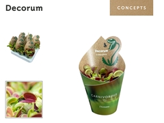 Vleesetende Planten 20cm