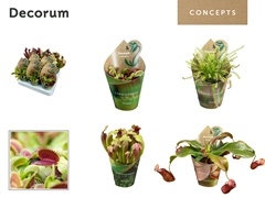 Vleesetende Planten 20cm