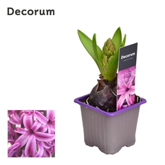Hyacinth Purple Sens 7Ø 12cm