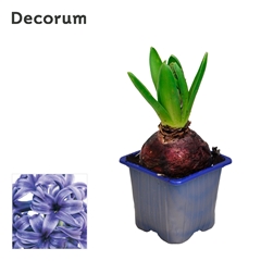 Hyacinth Blue Pearl 7Ø 12cm