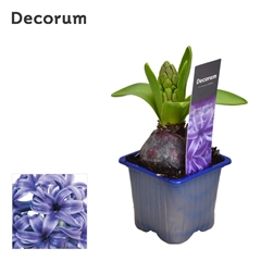 Hyacinth Blue Pearl 7Ø 12cm