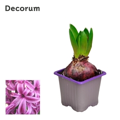 Hyacinth Purple Sens 7Ø 12cm