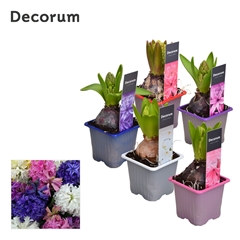 Hyacinth Gemengd 7Ø 12cm
