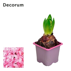Hyacinth Pink Pearl 7Ø 12cm
