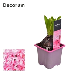 Hyacinth Pink Pearl 7Ø 12cm