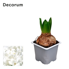 Hyacinth White Pearl 7Ø 12cm