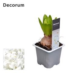 Hyacinth White Pearl 7Ø 12cm