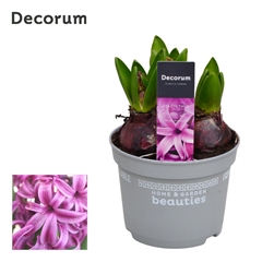 Hyacinth Purple Sens 12Ø 18cm