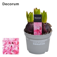 Hyacinth Pink Pearl 12Ø 18cm