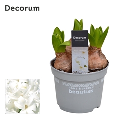 Hyacinth White Pearl 12Ø 18cm