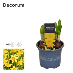 Narcis T/a/t 16 Schaal 9Ø 15cm