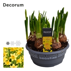 Narcis T/a/t 16 Schaal 16Ø 15cm
