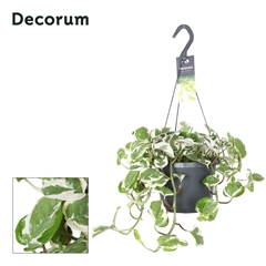 Epipr Aureum Njoy 17Ø 30cm
