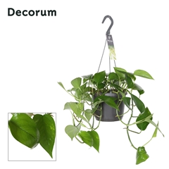 Epipr Aureum Hang 17Ø 35cm