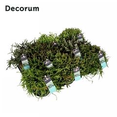 Rhipsalis Gemengd 10Ø 5cm 20