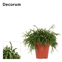 Rhipsalis Ba Oasis 9Ø 15cm