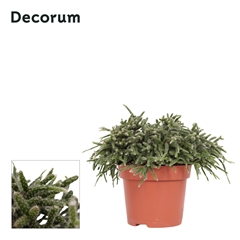 Rhipsalis Pilocarpa 12Ø 15cm