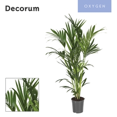 Howea Forsteriana 24Ø 150cm
