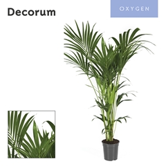 Howea Forsteriana 21Ø 140cm