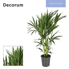 Howea Forsteriana 24Ø 120cm