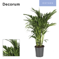 Howea Forsteriana 27Ø 120cm