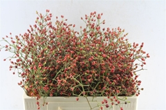Rosa F Autumn Splash 50cm