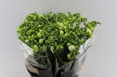 Fr Du Essence 54cm 24gram 23