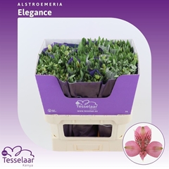 Alstr Elegance 75cm 80gram
