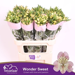 Alstr Wonder Sweet 75cm 50gram