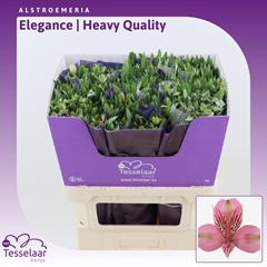 Alstr Elegance 75cm 80gram