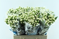 Hyper Coco Uno White 60cm