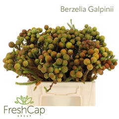 Berzelia Galpinii