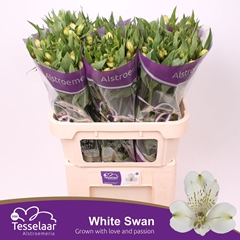 Alstr White Swan 75cm 65gram