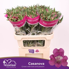Alstr Casanova 75cm 55gram
