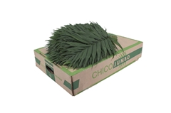 Chamaed Chicoblad Bs