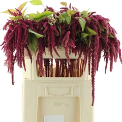 Amar Ca Lov Li Bleed 75cm