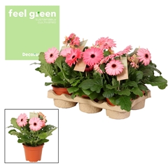 Ger F L Roze 12Ø 20cm