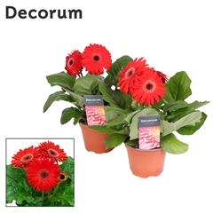 Ger F L Rood 12Ø 22cm