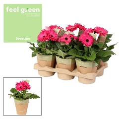 Ger F L Paars 12Ø 20cm