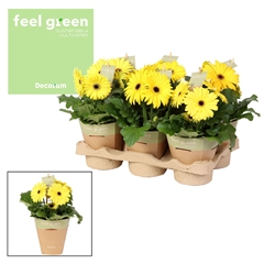 Ger F L Geel 12Ø 25cm