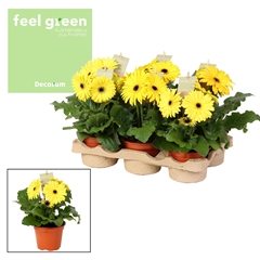 Ger F L Geel 12Ø 25cm