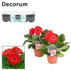 Ger F L Rood 12Ø 22cm