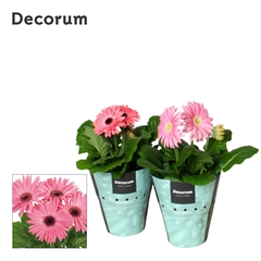 Ger F L Roze 12Ø 20cm