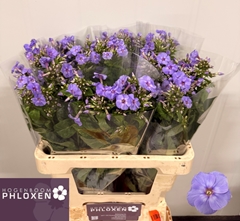 Phlox P Butterfly 60cm 23