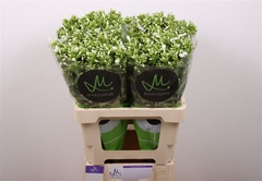 Phlox P Icecap 60cm 23